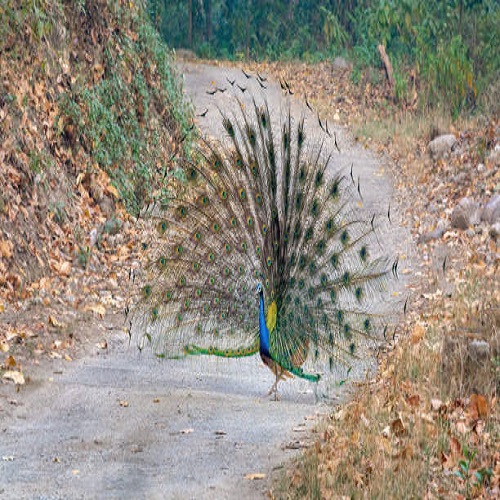 Peacock